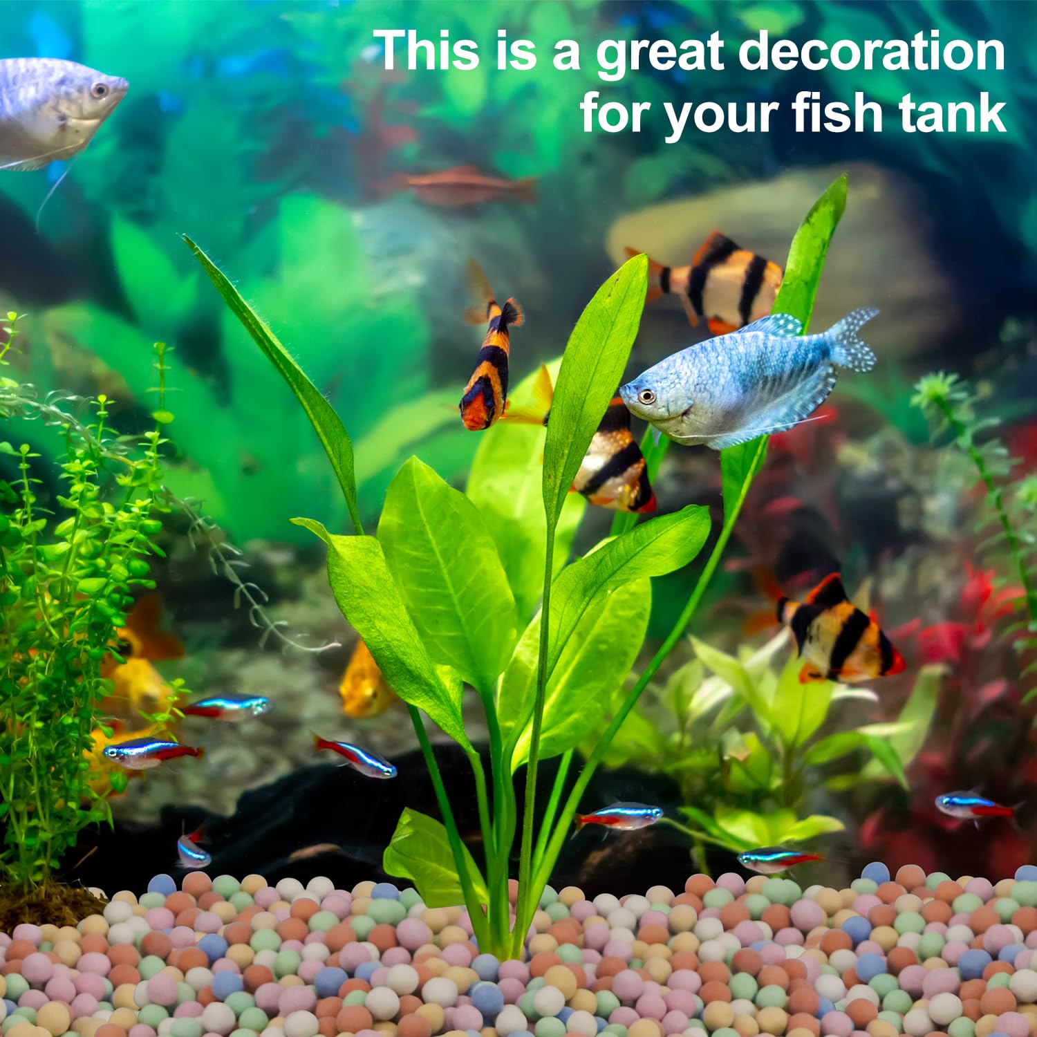 พืช Hydroponic ตกแต่งสีสัน Cer - Aquarium Plant Vitamins บทวิจารณ์และราคา