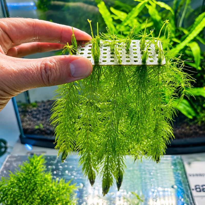 ตัวยึดพืชใต้น้ำสำหรับตู้ปลา ตั - Planted Aquarium With Gravel บทวิจารณ์และราคา