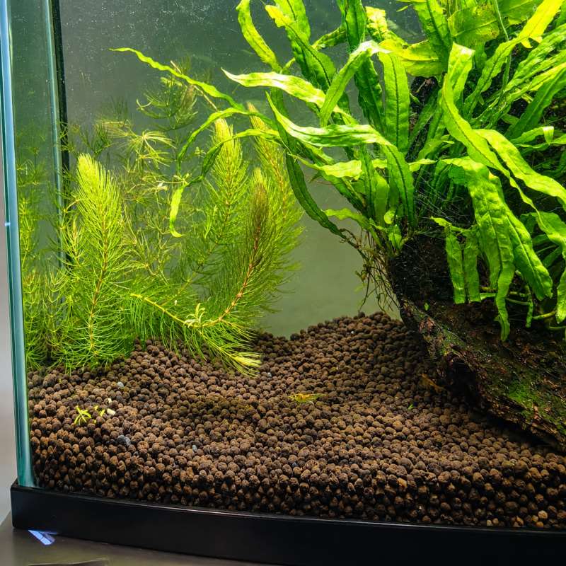 ตัวยึดพืชใต้น้ำสำหรับตู้ปลา ตั - Planted Aquarium With Gravel บทวิจารณ์และราคา