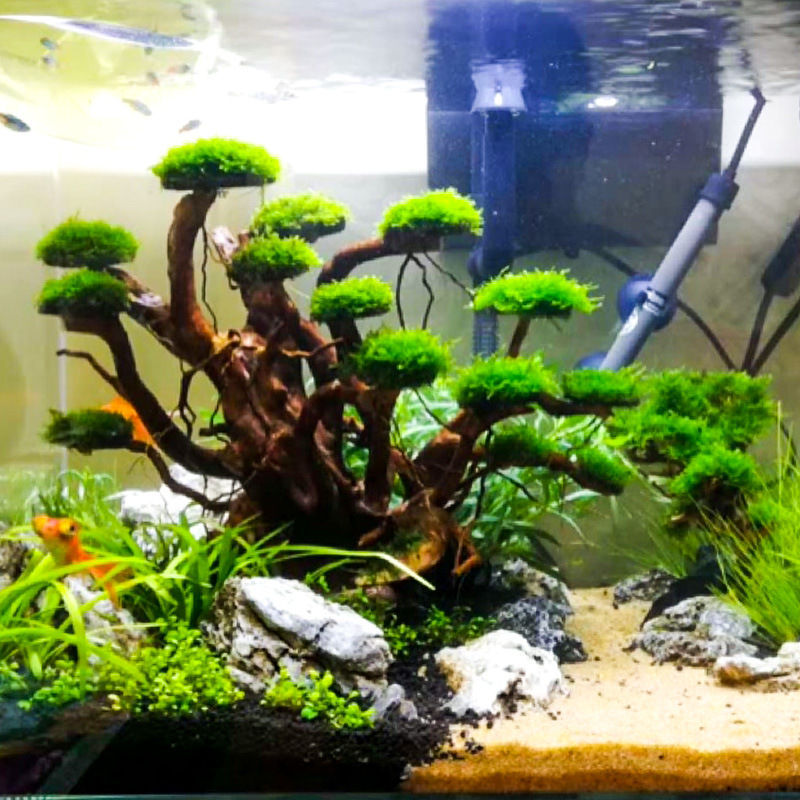 ต้นไม้ประดับตู้ปลา ตกแต่งด้วยม - Aquarium Planting Ideas บทวิจารณ์และราคา