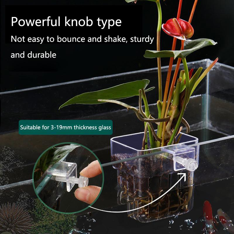ถ้วยปลูกพืชไฮโดรโปนิกส์ในตู้ปล - Aquarium Planted Tank Setup บทวิจารณ์และราคา
